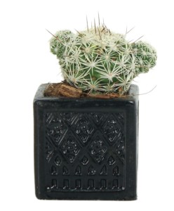 Mini Çiçek Saksı Küçük Sukulent Siyah Kaktüs Saksısı Mini Kare Desenli Model